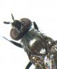 Phorbia sp.
